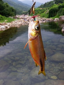 野钓单开饵料十大排名最新，野钓单开饵料十大排名