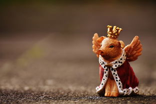 全世界最帅的猪，世界上最帅猪