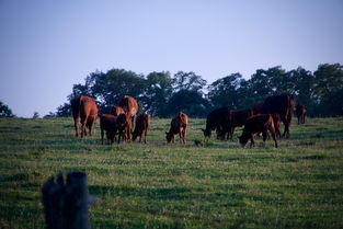 世界上最出名的牧场，著名牧场