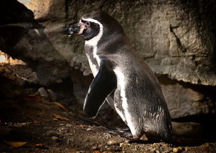 世界前十保护动物有哪些,世界前十保护动物