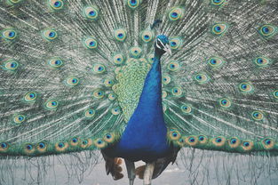 世界上最漂亮的书签,世界上最漂亮书签图片