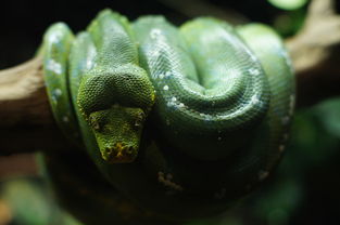 世界最毒的蛇排名第一，世界最毒的蛇牙齿排名前十