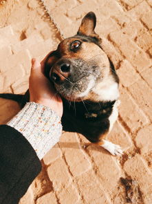 世界上最凶猛的狗打架，最凶猛的犬打架视频