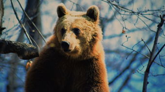 最温和的熊,世界上最温柔的棕熊