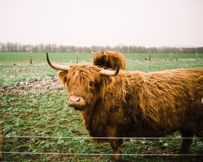 世界上最牛的狗叫什么名字,世界上最牛的狗窝